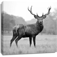 PhotoINC Studio - Proud Deer