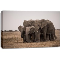 Eddie Soloway - Elephant Family