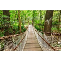 Frank Morse - Suspension Bridge In The Quiet Forest  