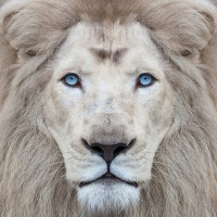 Clemen Kustas - White Lion With Blue Eyes Portrait  