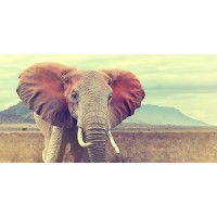 Monica P?l - Elephant - Wild 