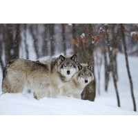 Carina Siegbert - Timber Wolves In Winter  