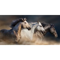 Edith Leanne - Horses - Run Gallop In Desert  