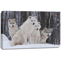 Carina Siegbert - Artic Wolf Pack  