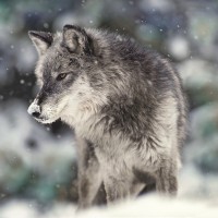 Danita Delimont - Wolf - Winter Watch