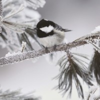 Danita Delimont - Bird - Snow Black-Capped Chickadee - Frosty Perch