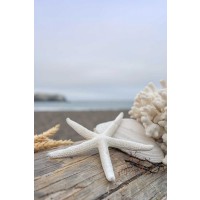 Alan Blaustein - Crescent Beach Shells 14