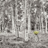 Alan Blaustein - Sunflower Bicycle Ride