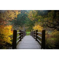 - Autumns Bridge 