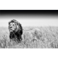 Kings Of Nature - Lion  