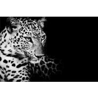 Kings Of Nature - Leopard  