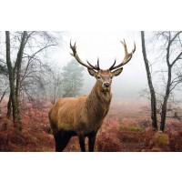 Deer - Hirsch Im Wald  