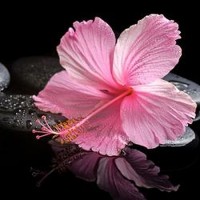 Blooming Pink Hibiscus On Zen Stones 