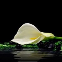 Beautiful White Calla Lily 