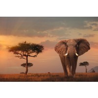 Elephant - Savanna