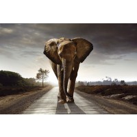 Elephant - Walk on the Road