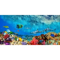 Pangea Images - Reef Sharks and fish- Indian Sea