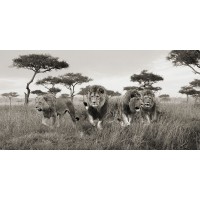 Pangea Images - Brothers- Masai Mara- Kenya (detail)